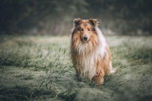 healthy Collie